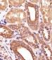 ATG3 Antibody